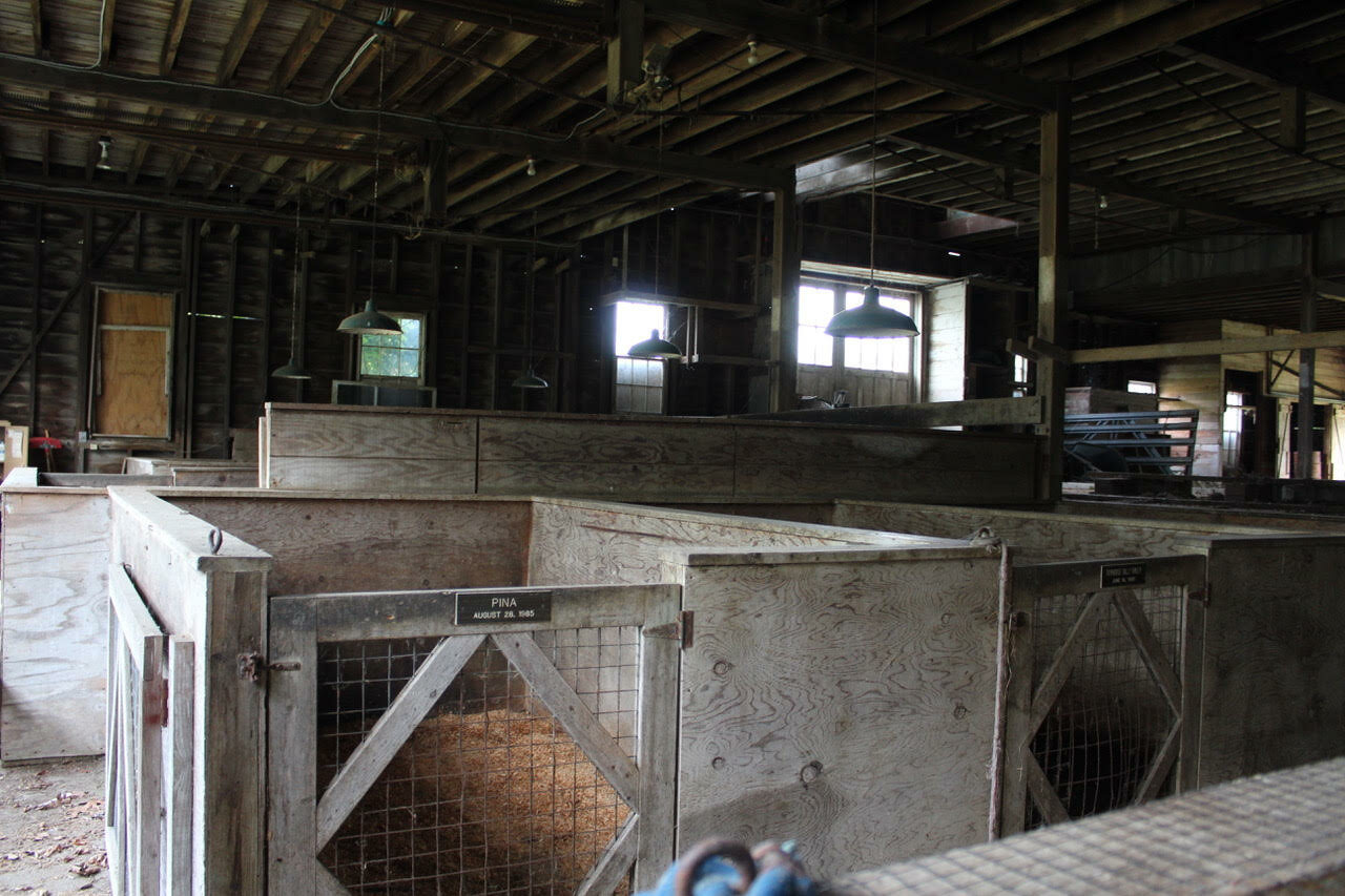 The inside of the Avery barn. The Avery property in East Patchogue was purchased by the county and town this week.